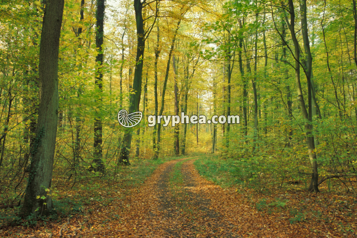 Forêt en automne (Hétraie) - gryphea.com